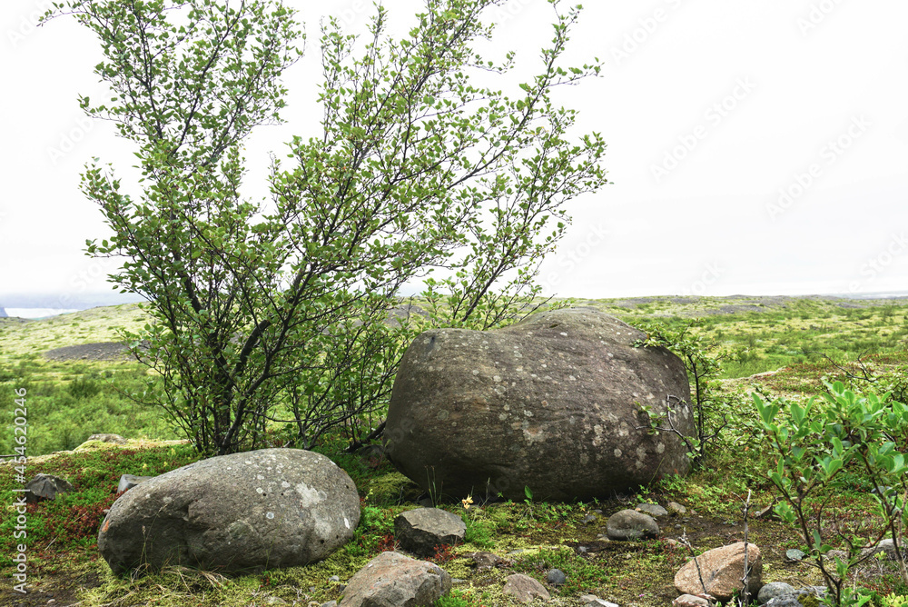 a small green bush grows near two large stones, a cloudy sky, the nature of Iceland
