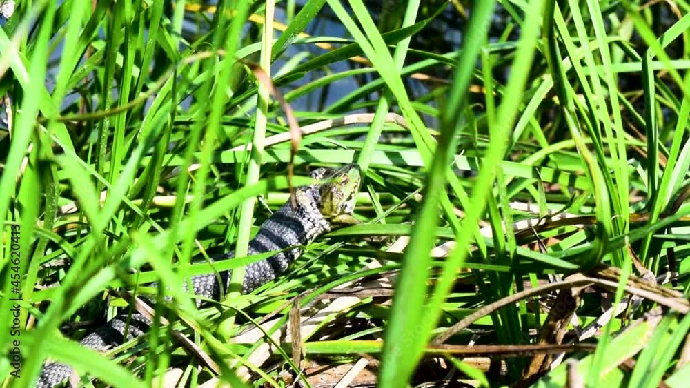Grass snake (Natrix natrix), sometimes called the ringed snake or water snake, swallows, eating the caught frog in middle of green grass. Frog's head peeks out of snake's mouth. Wild nature. Ecosystem Grass snake (Natrix natrix), sometimes called the ringed snake or water snake, swallows, eating the caught frog in middle of green grass. Frog's head peeks out of snake's mouth. Wild nature. Ecosystem