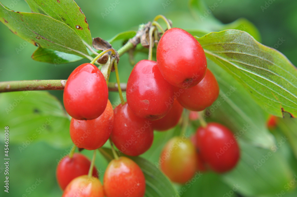 The fruits of dogwood ripen on a tree branch The fruits of dogwood ripen on a tree branch