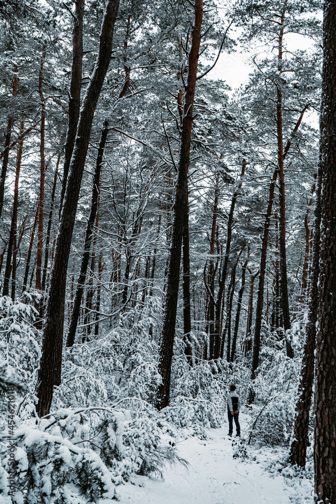winter forest in the snow winter forest in the snow