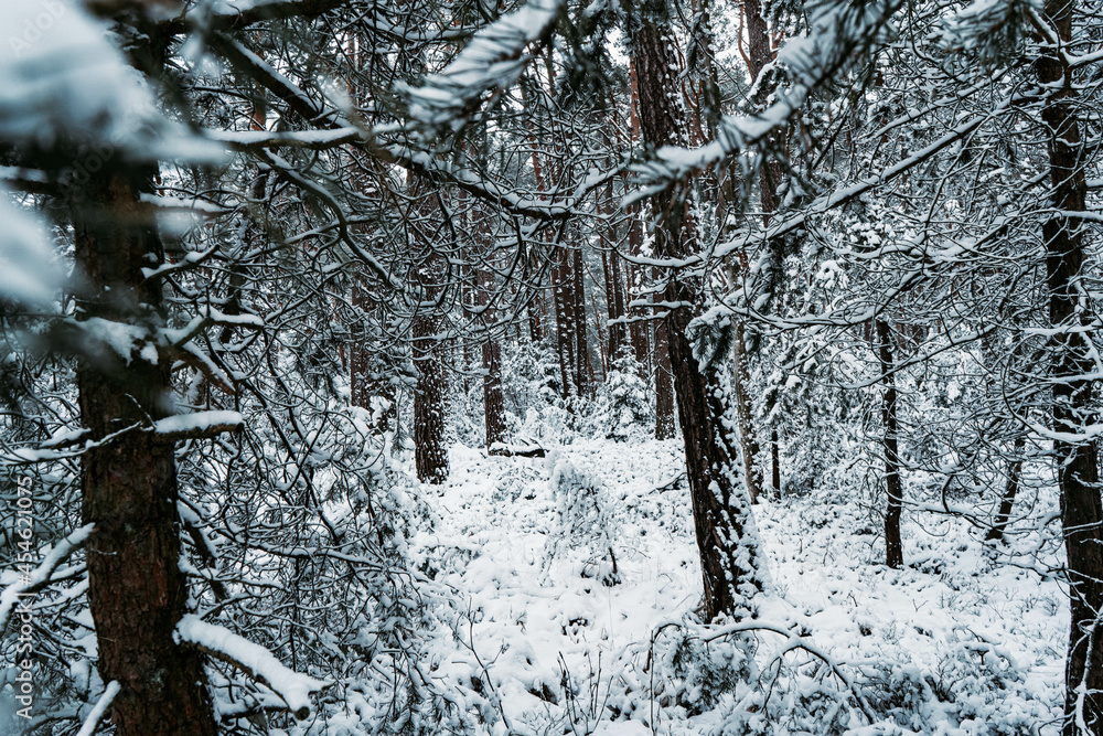 Fototapeta premium snow covered tree
