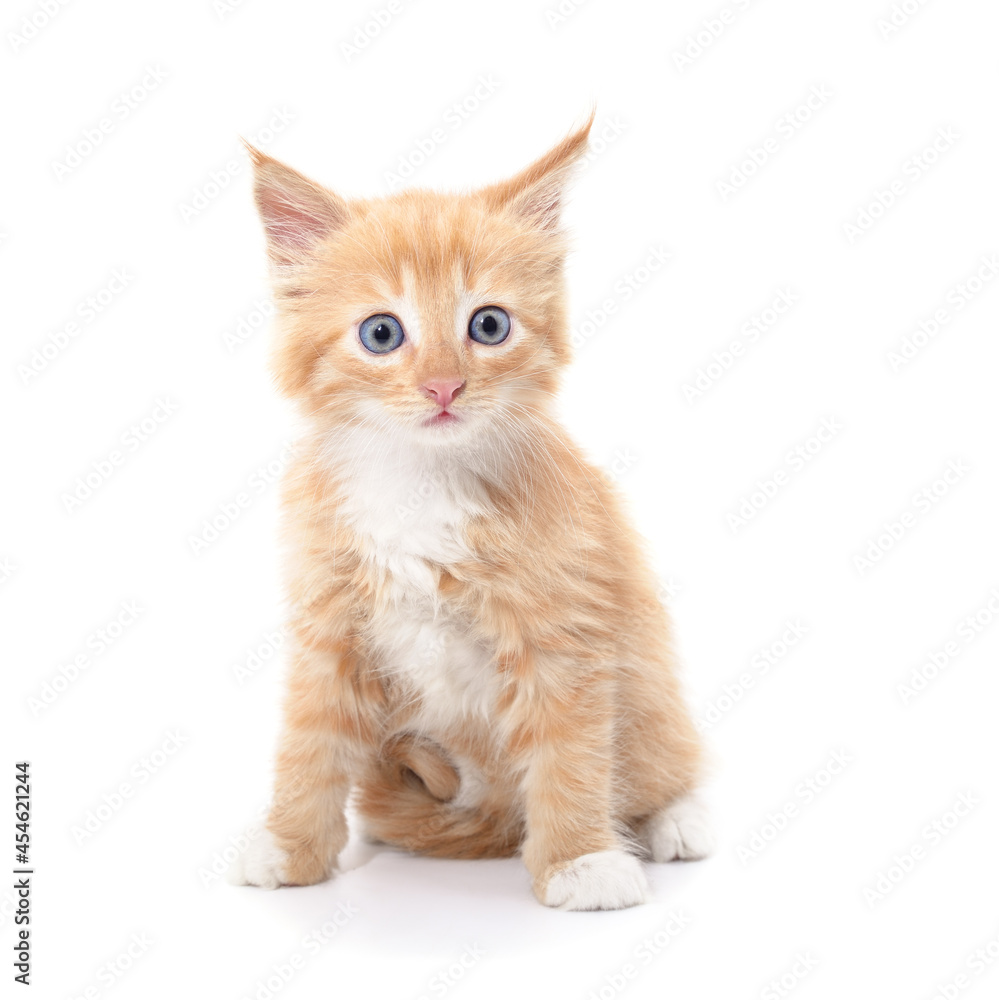 Little red kitten. Little red kitten.