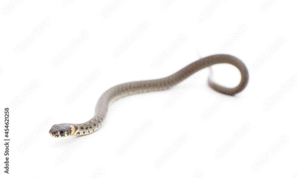 One gray snake. One gray snake.