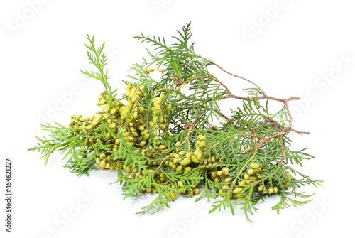 Green branch of thuja.