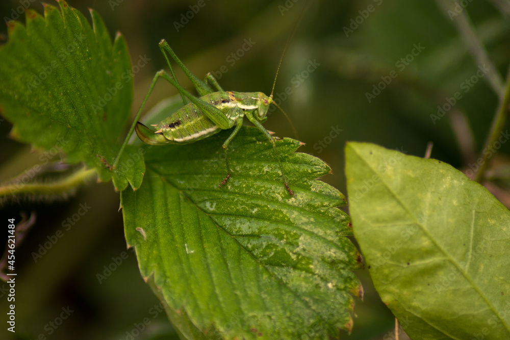 One large green grasshopper (locust) sits on a growing leaf of a strawberry plant. One large green grasshopper (locust) sits on a growing leaf of a strawberry plant.