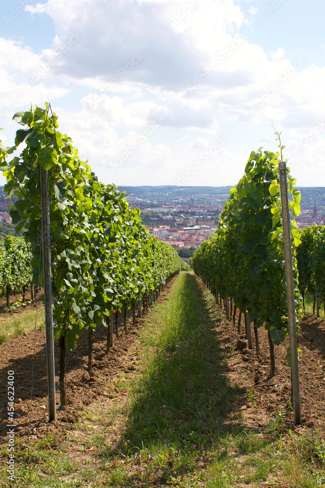 Würzburger Stein | Deutsche Weinbaulage nördlich der Stadt Würzburg (Vineyard 