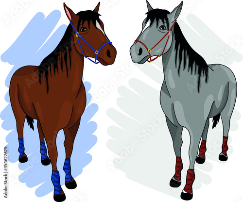 Vector illustration of horses with bandages set