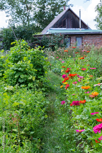Path from beautiful multi-colored zinnias in the garden to the house, a cozy house in the village with a garden