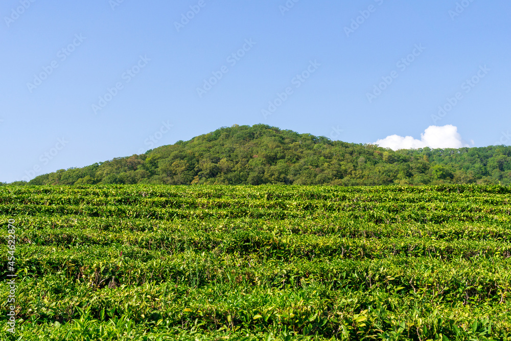 Green tea on a sunny day,tea plantation natural background.