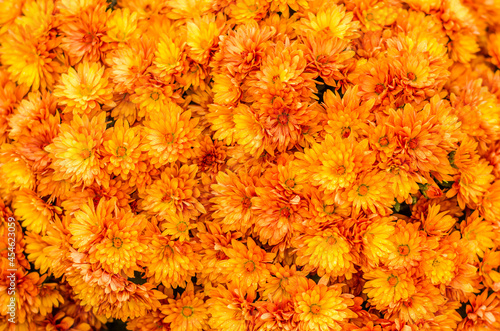 Foto beautiful blooming orange chrysanthemum flowers background