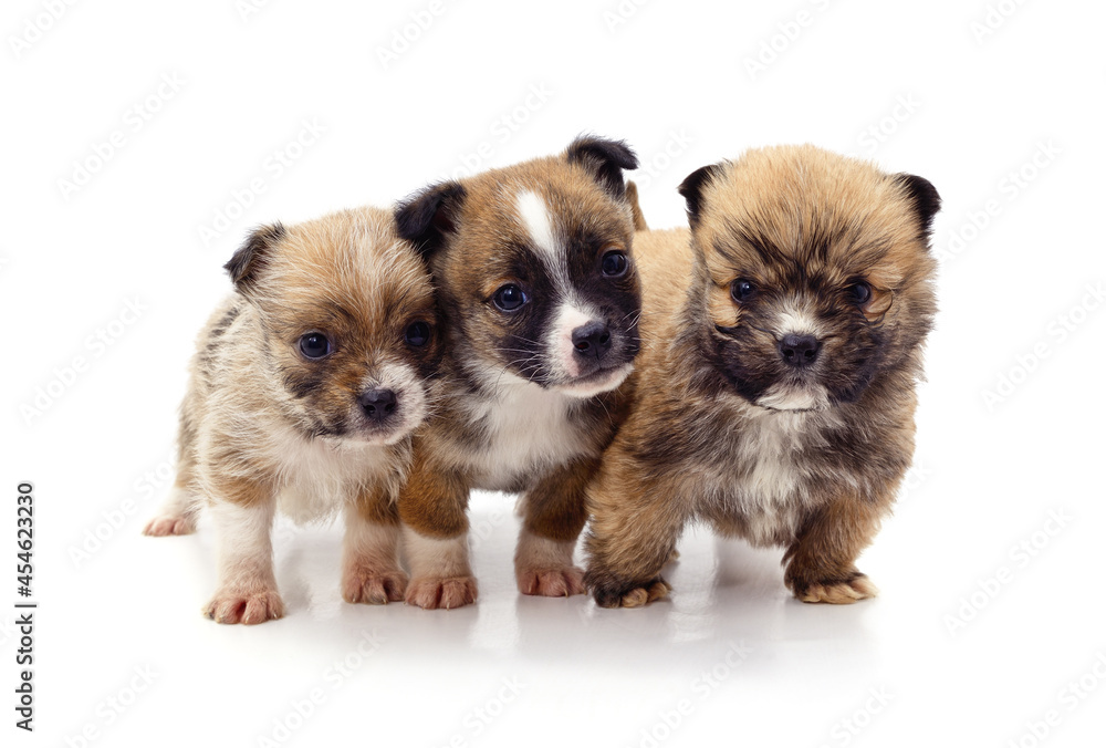 Group little puppies. Group little puppies.