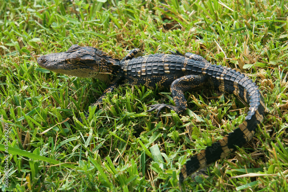 Baby alligator tanning in the sun Baby alligator tanning in the sun