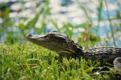 Baby alligator by pond close-up