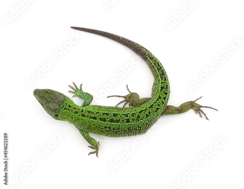 One green lizard.
