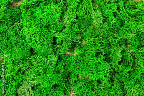Green moss close up. Green eco texture. Background with vegetation on eco-friendly. Selective focus