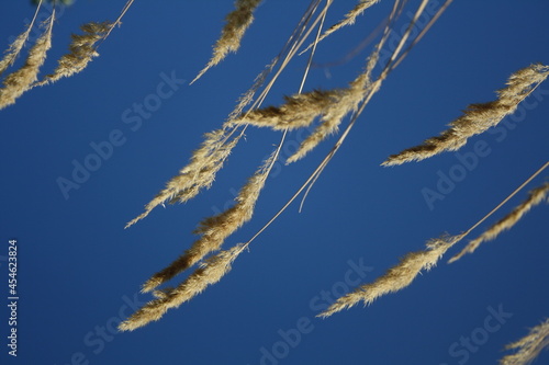 spikelets against the sky