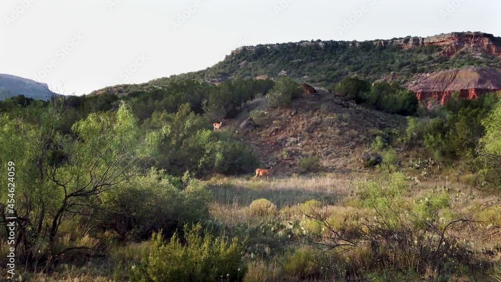 Deers in the Palo Duro Canyon, Texas Deers in the Palo Duro Canyon, Texas