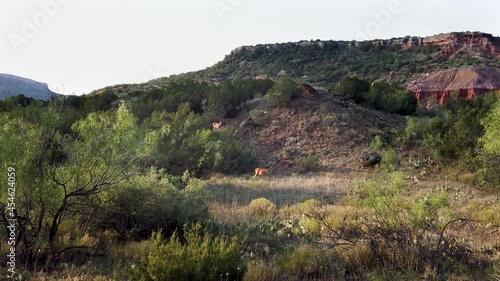 Deers in the Palo Duro Canyon, Texas