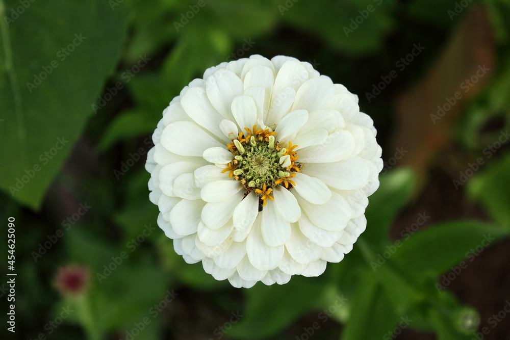 beautiful white zinnia flower blooming in garden beautiful white zinnia flower blooming in garden