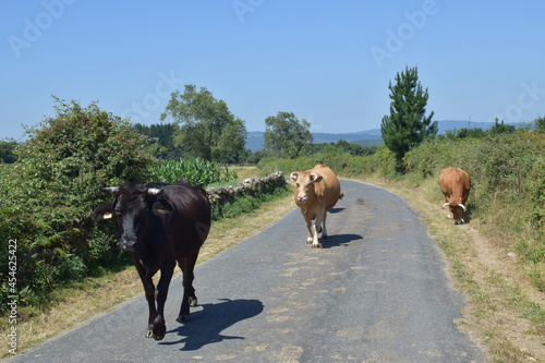 Wallpaper Mural Vacas por la carretera de un pueblo en Galicia, España Torontodigital.ca