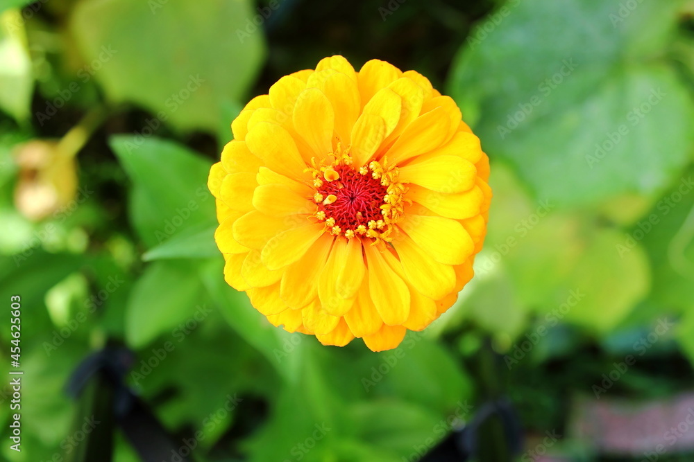 beautiful orange zinnia flower blooming in garden beautiful orange zinnia flower blooming in garden