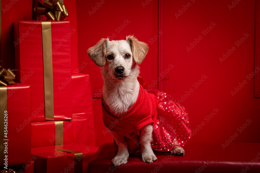 Hermoso canino en fondo rojo con un vestido