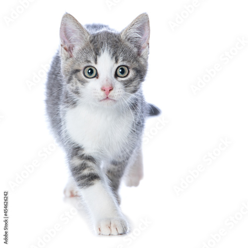 Cute tabby kitten isolated on white