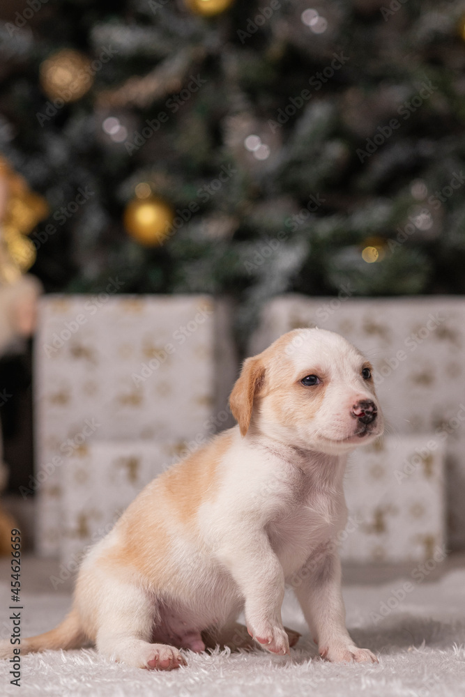 Hermoso canino con un arbolito de navidad y luces navideñas y cajas de regalo Hermoso canino con un arbolito de navidad y luces navideñas y cajas de regalo