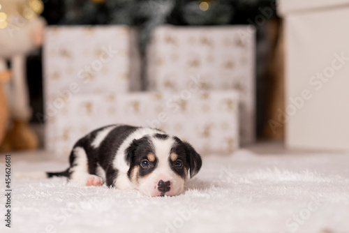 Hermoso canino con un arbolito de navidad y luces navideñas y cajas de regalo photo