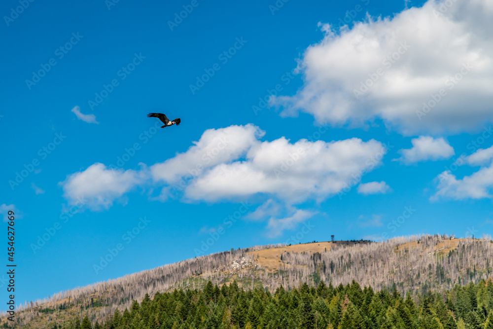 Osprey Flying Over South Baldy Mountain, Colville National Forest. Osprey Flying Over South Baldy Mountain, Colville National Forest.