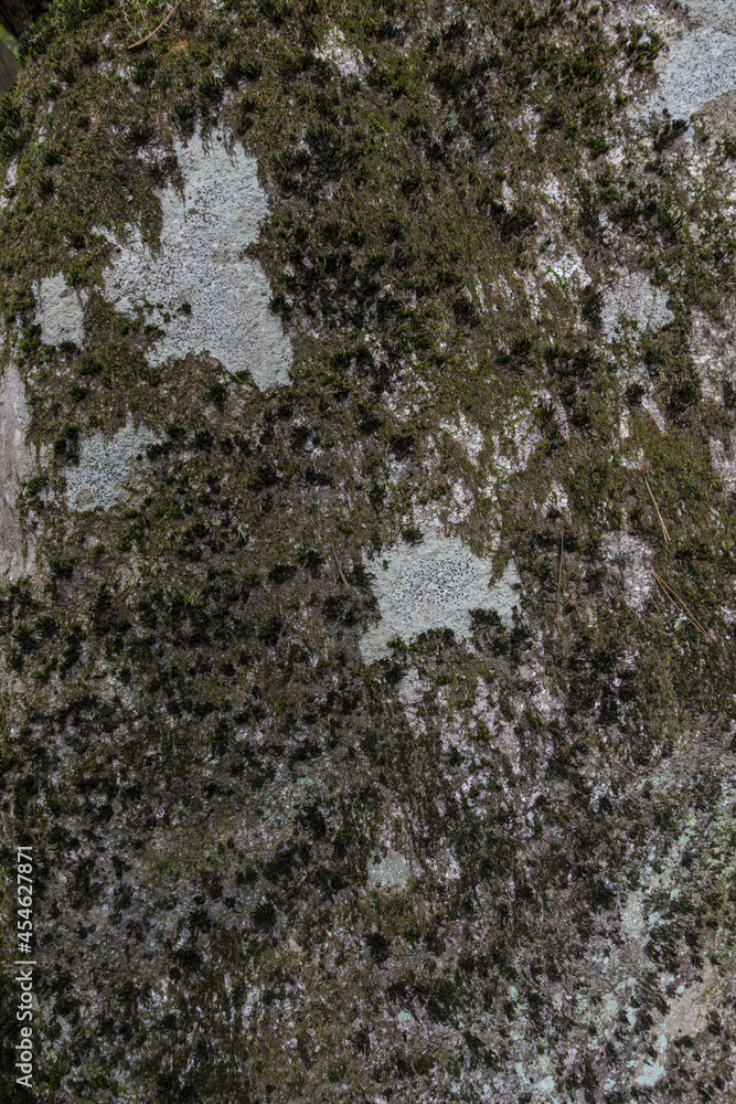 Fototapeta premium 이끼 낀 바위 바탕