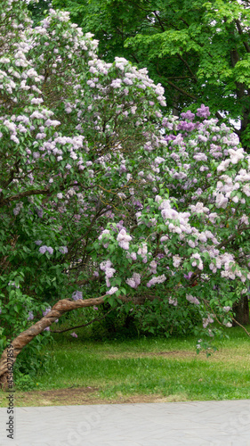 Pink and white lilac bush full size