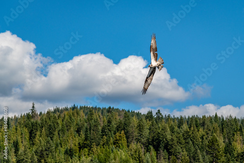 Osprey In Flight In The Colville National Forest