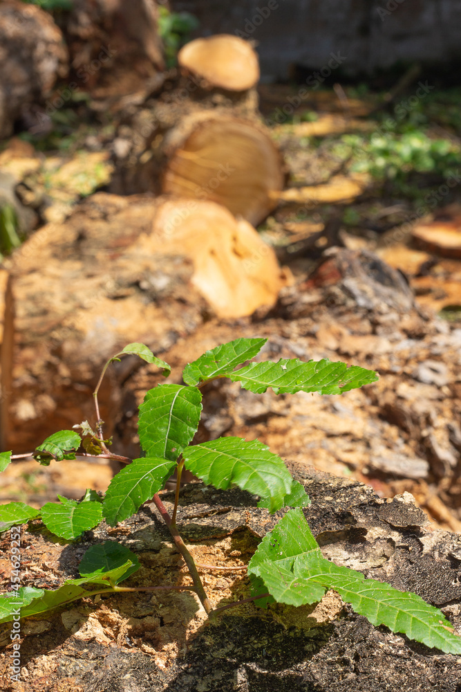 super close-up of a growing plant with the trunk of a tree cut in the background.