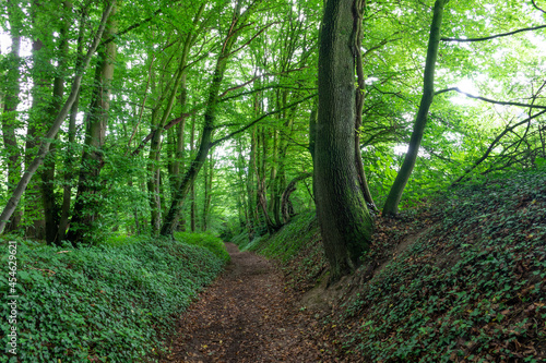 path in the green fresh forest