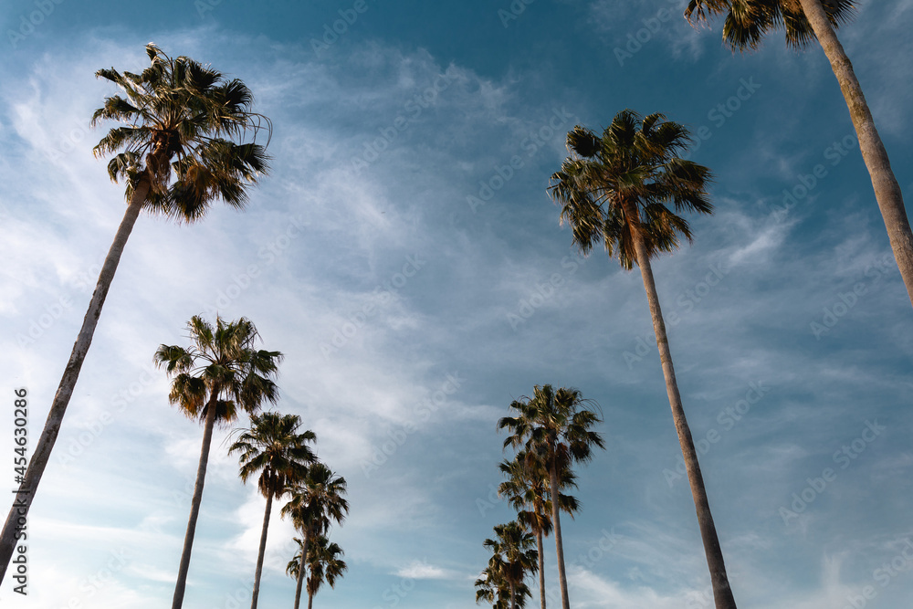 Obraz premium Palm trees against blue sky
