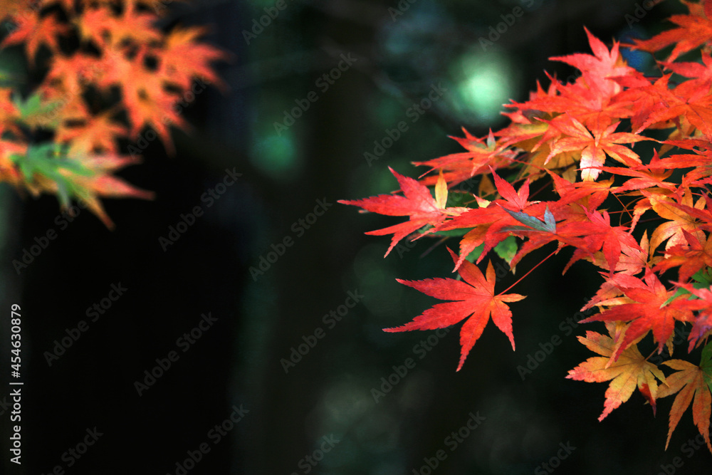 Close up photo of a maple leaf that turned red in autumn season Close up photo of a maple leaf that turned red in autumn season