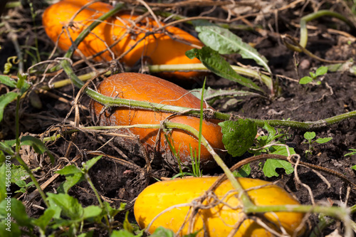 fully ripe and yellowed cucumbers