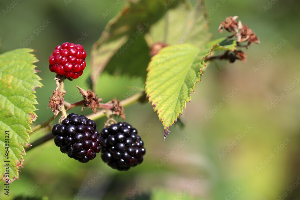 Ripe and unripe blackberries on branch. Growing of blackberry in garden Ripe and unripe blackberries on branch. Growing of blackberry in garden