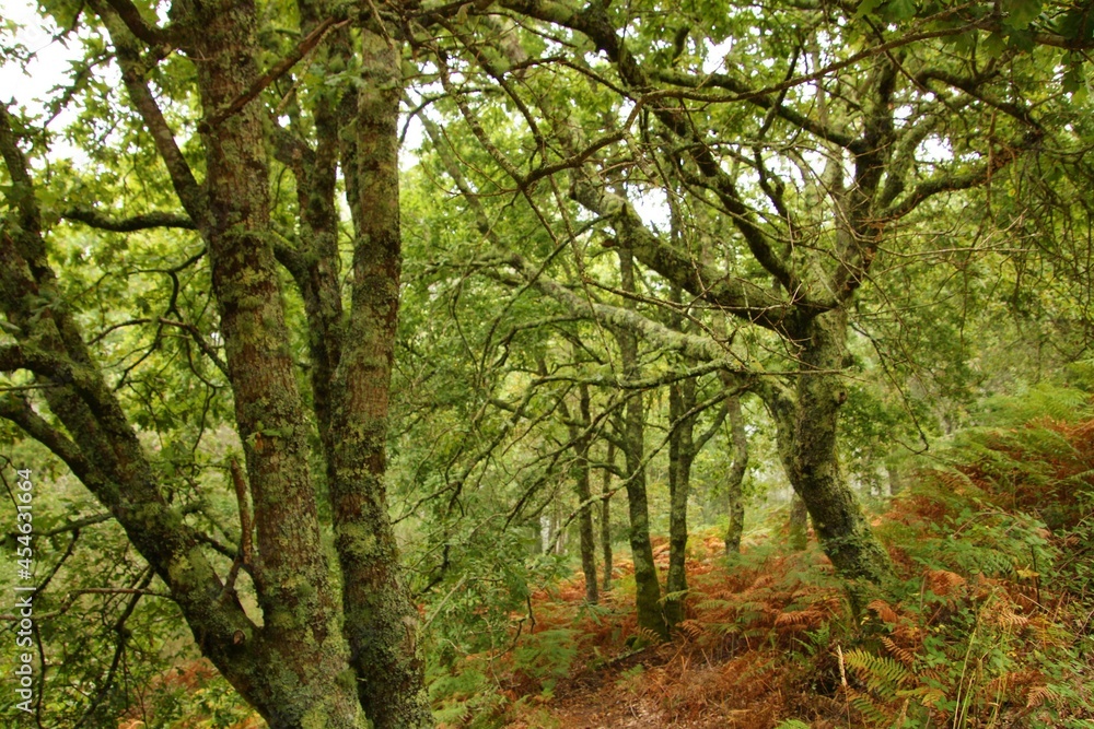 forest forest