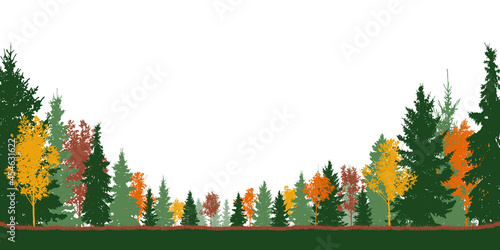 Autumn forest, colorful trees and green spruce trees. Vector illustration