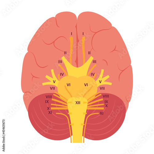 Cranial nerves diagram