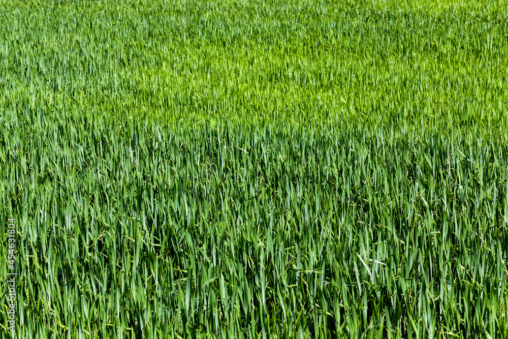 green grass in an agricultural field green grass in an agricultural field