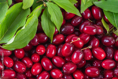 Dogberry cornus mas fruit background photo