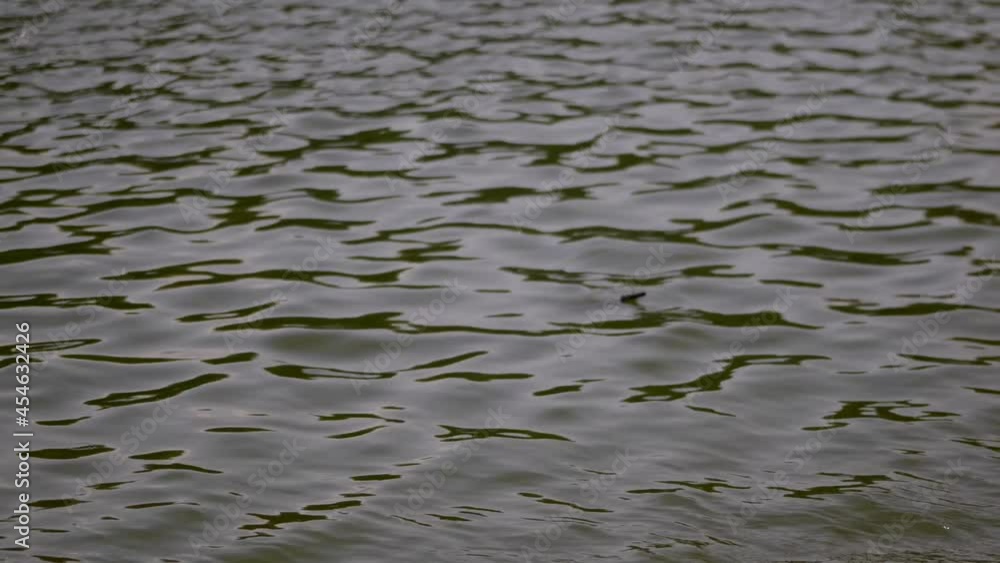 Slow focus in on ripples in river water Slow focus in on ripples in river water
