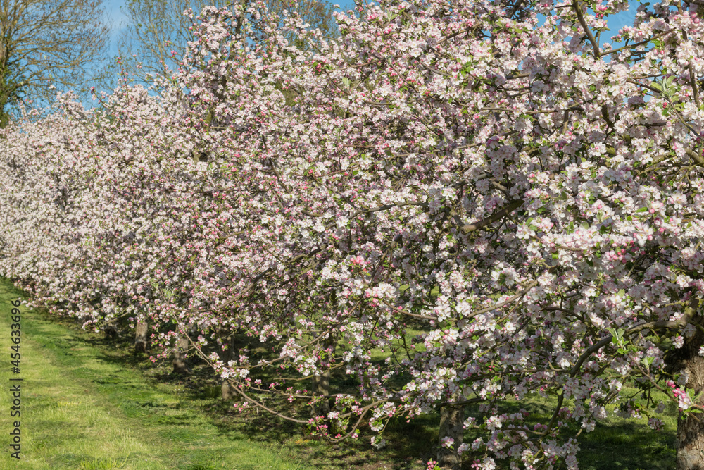 Apple blossom in bloom in a modern cider orchard