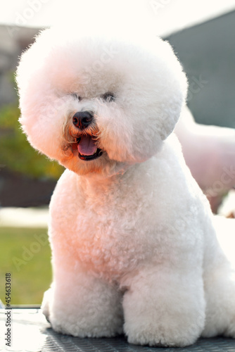 Bichon Frize Dog close up portrait. Cute small clean and well-groomed white puppy