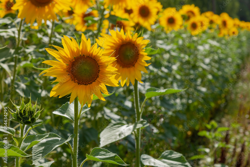 Fresh blooming sunflowers grow in the field in the rays of the bright sun