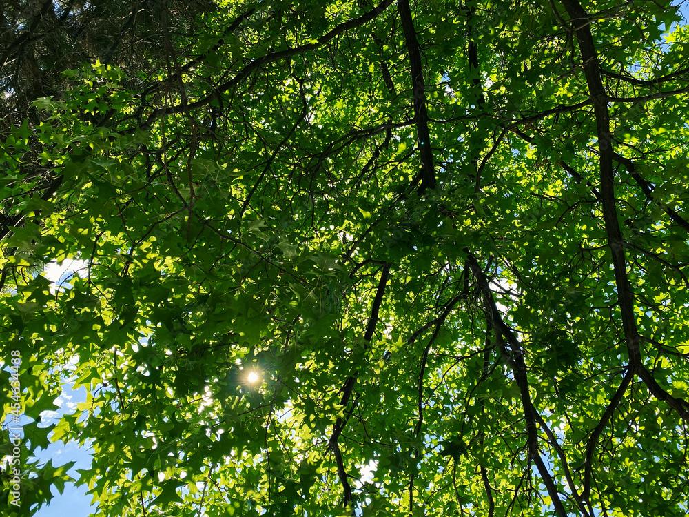 looking up into high trees with lush green leafs and sunlight shining through looking up into high trees with lush green leafs and sunlight shining through