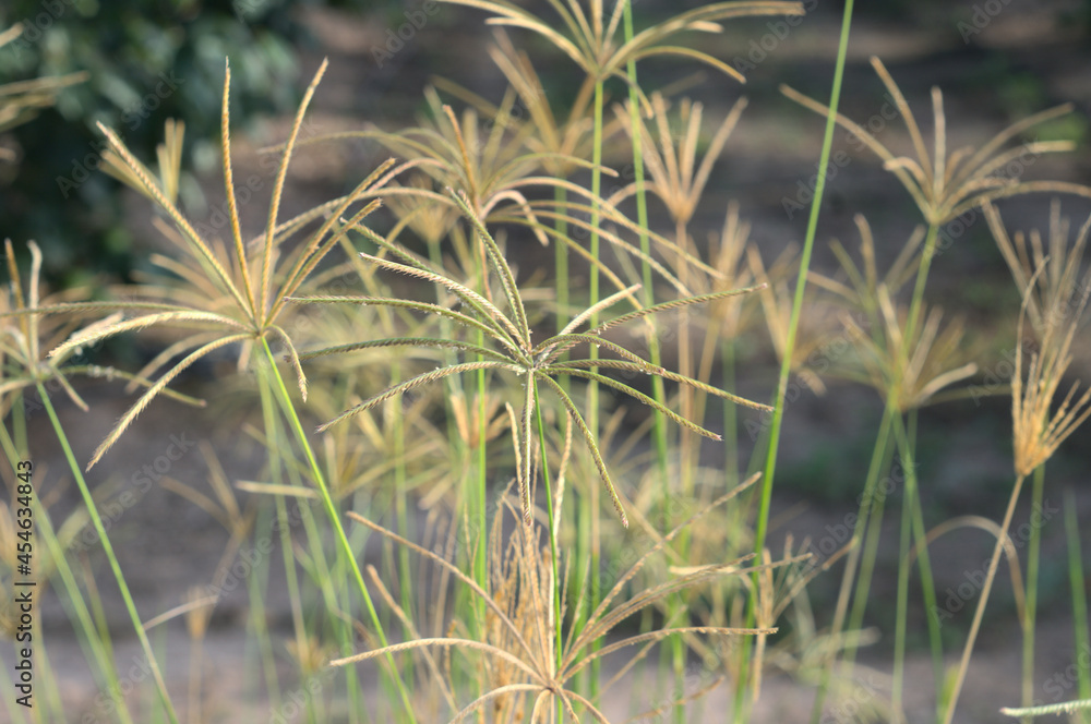 Fototapeta premium Lovely grasses with field for agriculture